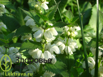 Яснотка белая