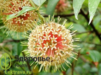 Ункария клюволистная