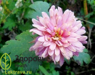 Хризантема индийская