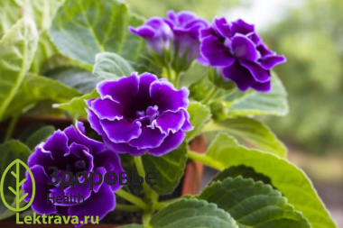 Глоксиния