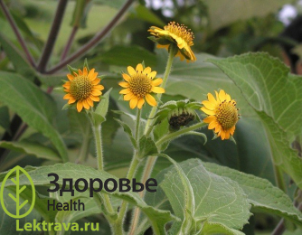 Якон