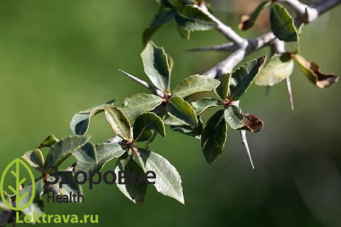 Мирра