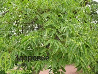 Син.: феллодендрон амурский. <br> <br> Бархат амурский – дерево, достигающее 30 м высоты. Ценится как лекарственное растение, обладающее широким спектром лечебных действий. Хороший медонос, дает мед с выраженными противотуберкулезными свойствами. <br> Бархат амурский