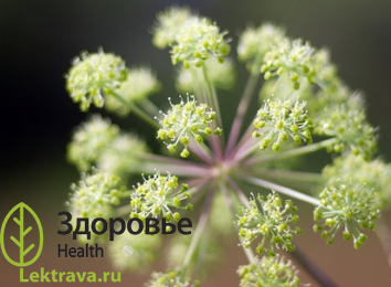Син.: дудник лекарственный, ангелика, анжелика, дудник аптечный, дягиль, волчья дудка, вонючий дягиль, дудочник, дягильник, дяглица, дудел, дудник, кухотина, луговая дудка, подраница, подрянка, пушка, садовый дягиль.<br> <br> Двулетнее (реже многолетнее) травянистое растение с приятным запахом. Обладает желчегонным, спазмолитическим, отхаркивающим, мочегонным, тонизирующим, седативным, потогонным, укрепляющим свойствами.
<p align="JUSTIFY">
Дягиль лекарственный