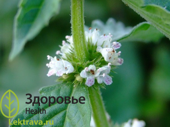 Зюзник европейский