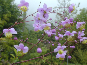 Василистник