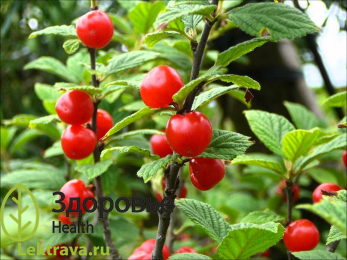 Вишня войлочная