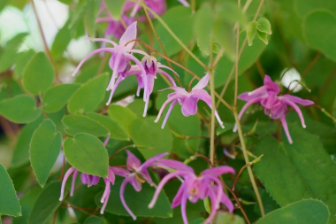 Горянка крупночашечковая (Epimedium macrosepalum Stearn, эпимедиум, Horny Goat Weed, Yin Yang Huo, Inyokaku, Herba Epimedii) - многолетнее травянистое растение из семейства барбарисовых (Berberidaaceae). Виды горянки широко используют при импотенции, бесплодии, сексуальной неврастении, как тонизирующее, стимулирующее и общеукрепляющее средство. Горянка крупночашечковая
