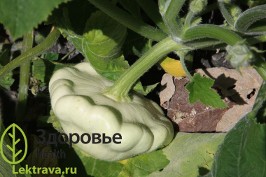 Патиссон