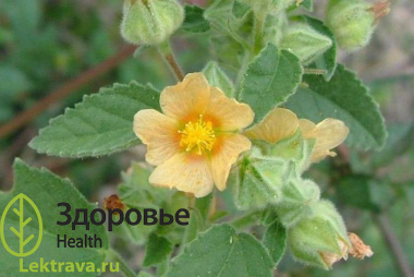 Сида сердцелистная
