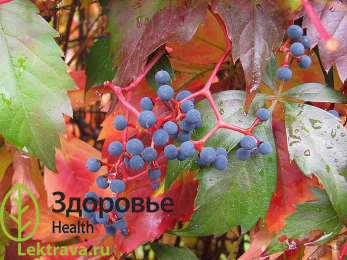 Девичий виноград