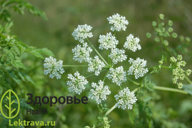 Болиголов пятнистый
