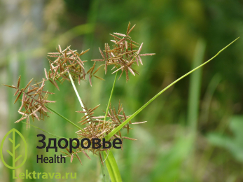 Сыть круглая