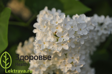 Сирень обыкновенная 