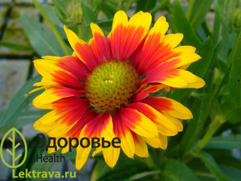 Гайлардия