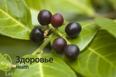 Лавровишня обыкновенная