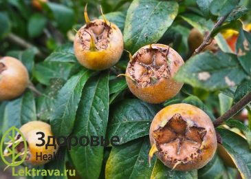 Мушмула германская