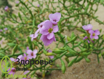 Син.: кейкил, sea rocket (англ.), ruchetta of sea (англ.), ravastrello marine (итал.). Морская горчица – это род травянистых растений семейства Крестоцветные (лат. Brassicaceae), произрастающих на песчаных морских побережьях Америки, Европы, Северной Африки, Западной Азии. Несмотря на невысокую популярность растения, морская горчица считается высоковитаминным пищевым продуктом, а ее семена богаты ценным жирным маслом. В России некоторые виды морской горчицы считаются исчезающими и занесены в Красную книгу.
Морская горчица