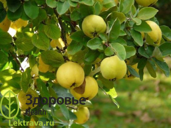 Баиль