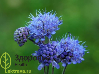 Сивец луговой