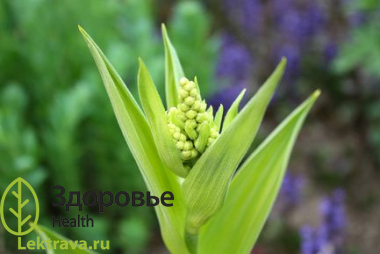 Чемерица