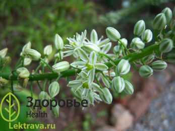 Птицемлечник хвостатый