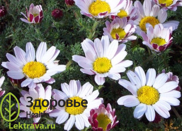 Слюногон лекарственный