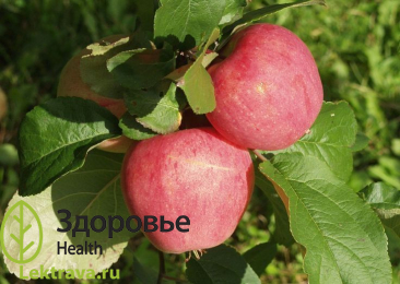 Яблоня домашняя