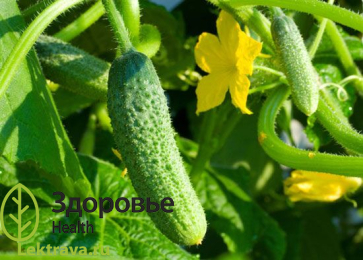 Огурец посевной