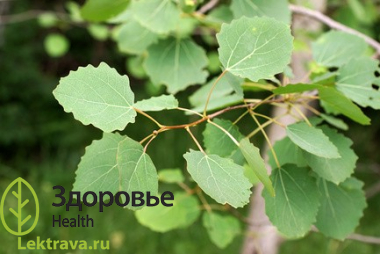 Осина обыкновенная 