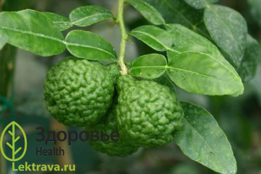 Каффир-лайм