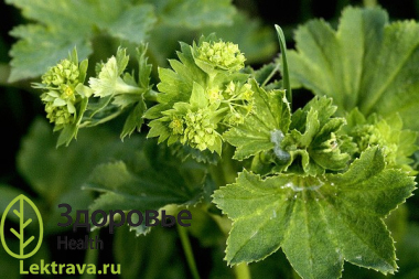 Манжетка обыкновенная
