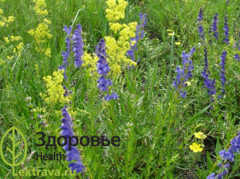 Курильский чай