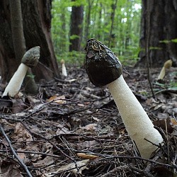 А Вы встречали этот странный гриб в лесу?