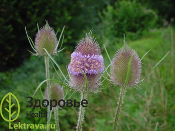 Ворсянка лесная