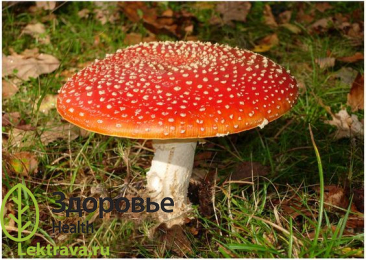 Мухомор красный