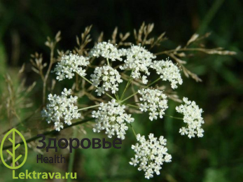 Бедренец камнеломковый