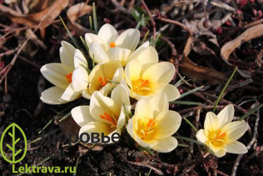 Шафран посевной