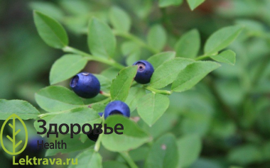 Черника обыкновенная