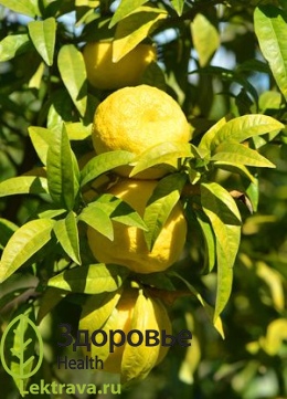 Померанец горький 