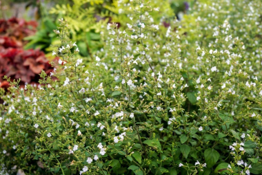 Многолетнее растение семейства губоцветных (Lamiaceae). Народное название: мята горная. Душевик котовниковый, д. лекарственный