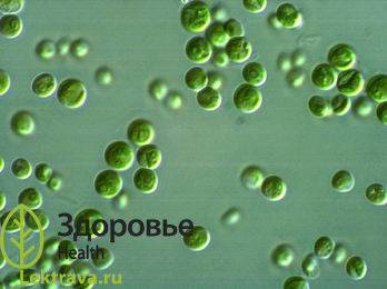 Хлорелла