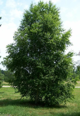 Береза