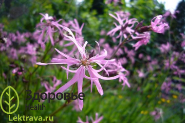 Син.: алоцвет кукушкин цвет, аистов цвет, горицвет кукушкин, дрема, коронария кукушкин цвет, зорька, кукушник обыкновенный, гвоздика сенокосная, лихнис кукушкин цвет, болотная смолка, сорочье мыло. Кукушкин цвет обыкновенный – многолетнее травянистое растение с ветвистым, бороздчатым стеблем, покрытым короткими волосками, тонкими, шероховатыми листиками и мелкими розовыми или белыми цветочками, собранными в метельчатое соцветие. Растение обладает антисептическими и кровоостанавливающими свойствами, способно оказывать спазмолитическое, противовоспалительное, отхаркивающее, мочегонное и потогонное действие.
Кукушкин цвет обыкновенный