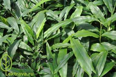 Черный кардамон