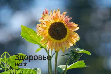 Подсолнечник однолетний