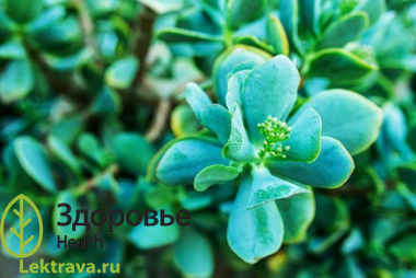 Многолетний суккулент кустарниковидной формы, имеет несколько стеблей. Обладает выраженными лечебными свойствами: противовоспалительным, бактерицидными, бактериостатическим. В народе популярен как декоративное комнатное растение. Каланхоэ перистое
