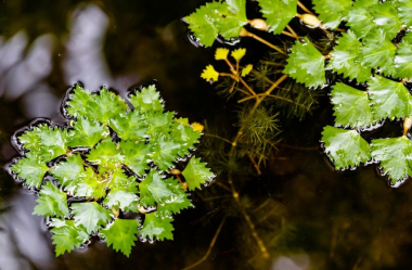 Водное однолетнее растение семейства рогульниковых (Trapaceae), с длинным подводным стеблем. Народные названия: батлачик, батланцук, батманчук, бодлак дикий, болотные орехи, орехи водяные, каменные орехи, колкие орехи, плавающие орехи, чертовые орехи, водяные каштаны, рогатник, рогульки, рогульник, рогулки, чертовы рогульки, гульник, чилига, чилим. <br>
Водяной орех плавающий, рогульник плавающий