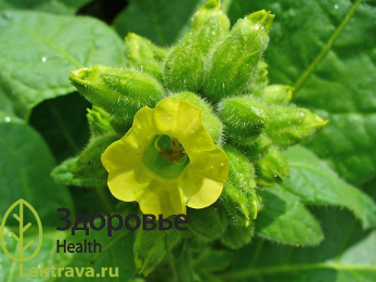 Махорка