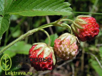 Земляника зеленая